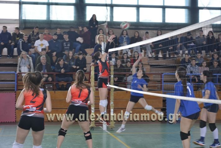 volley _1ogel-kassandra061